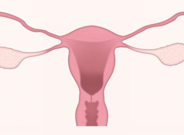uterus, ovary, ovaries