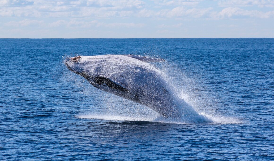 gray whale jumping on sea at daytime